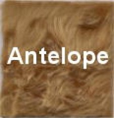 Antilope 50x75cm